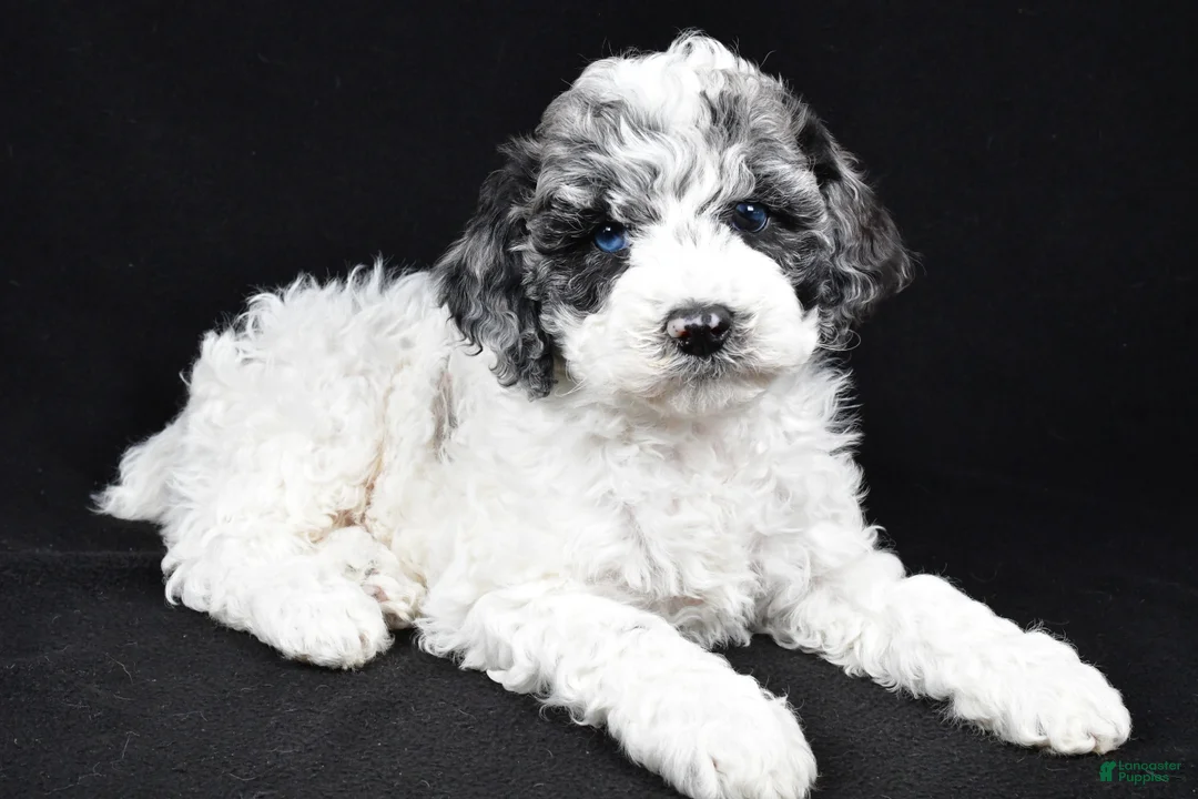 Cockapoo dogs for sale: Diesel - Ad 1