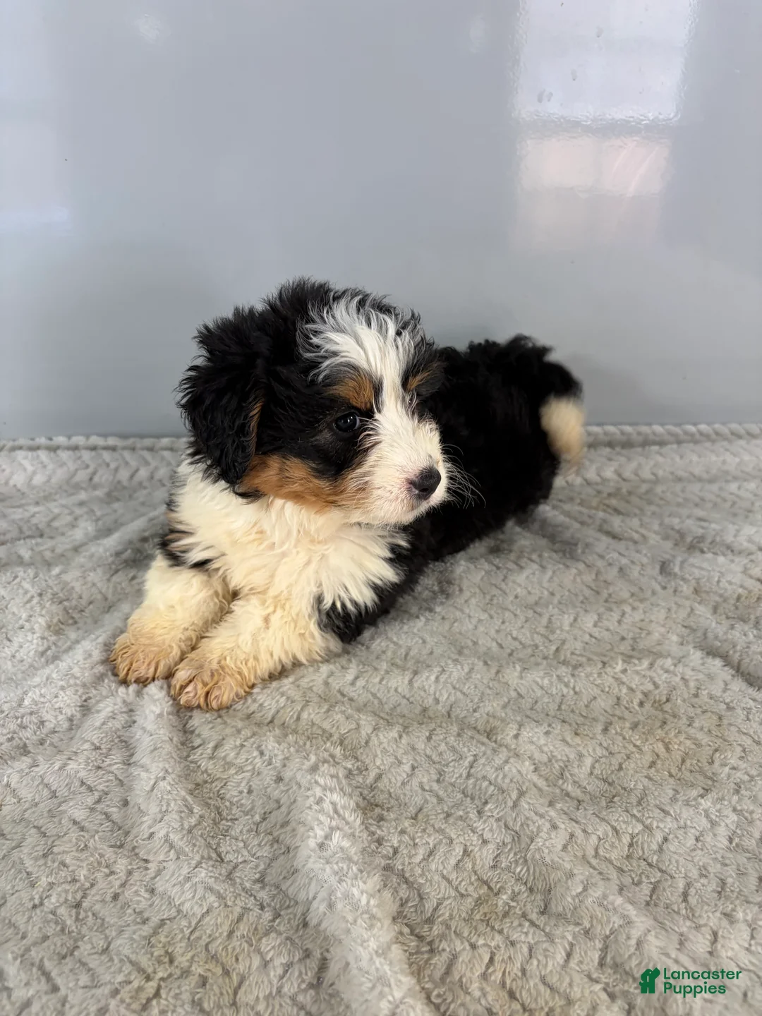 Mini Bernedoodle dogs for sale: Cari - Ad 2