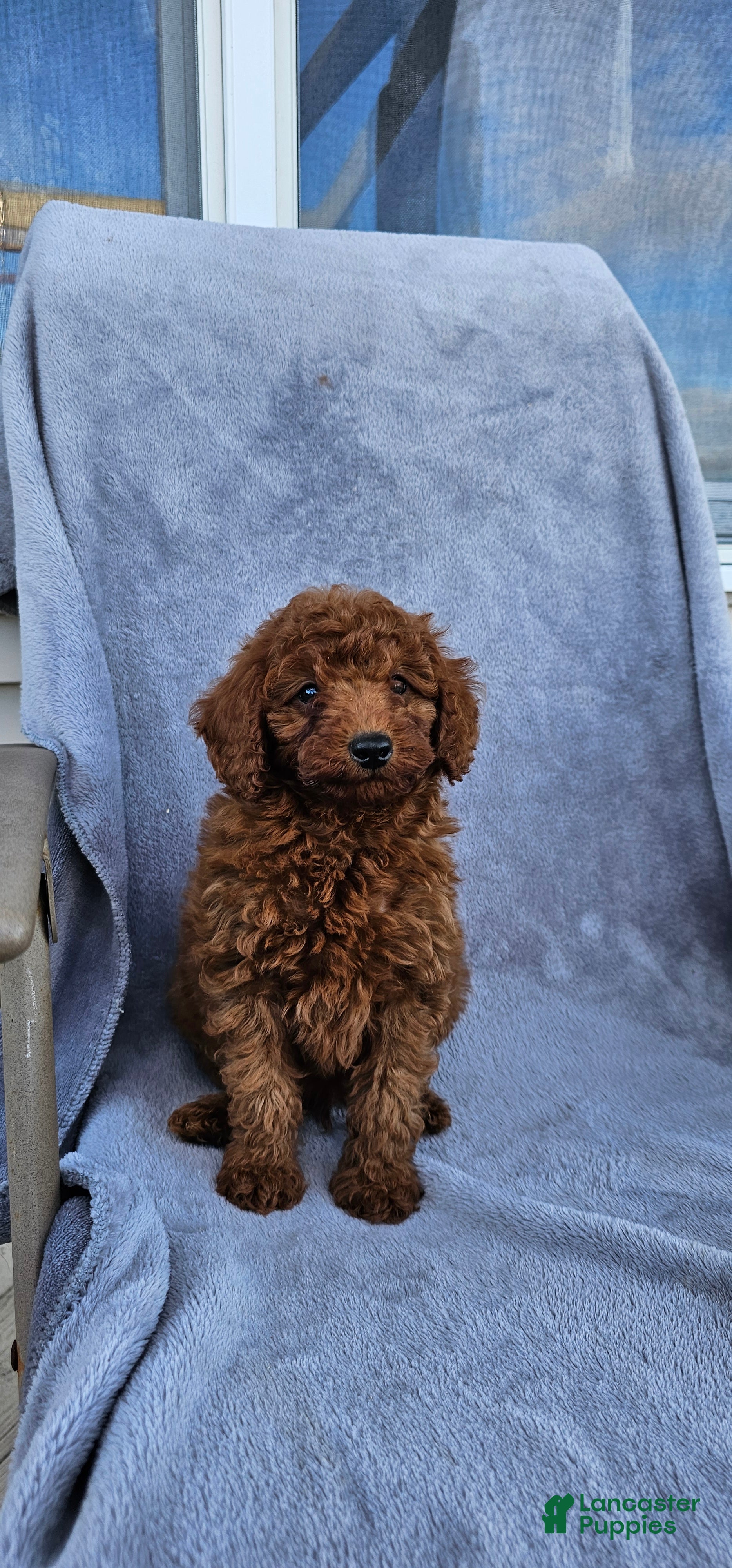 Toy Poodle dogs Rambler - Ad 31