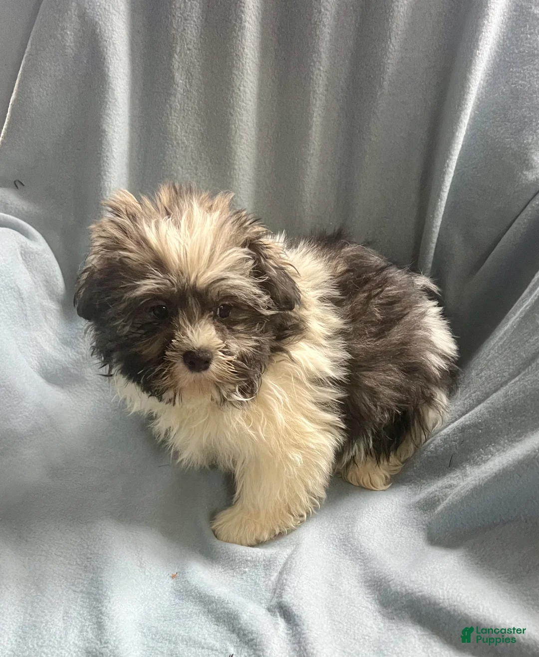 Shih Tzu dogs for sale: Teddy-Boy - Ad 2