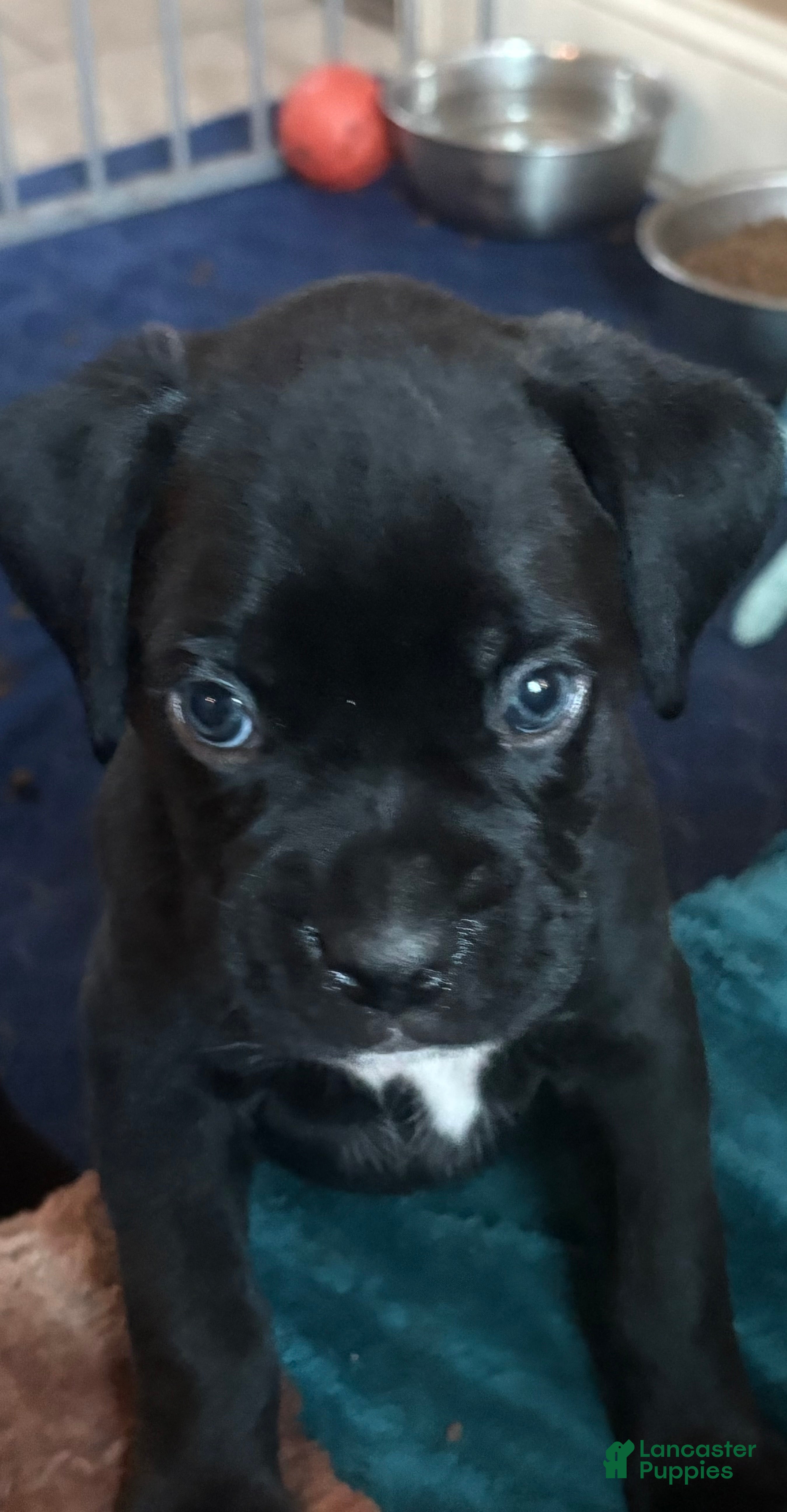Boxer dogs Green collar boy - Ad 20