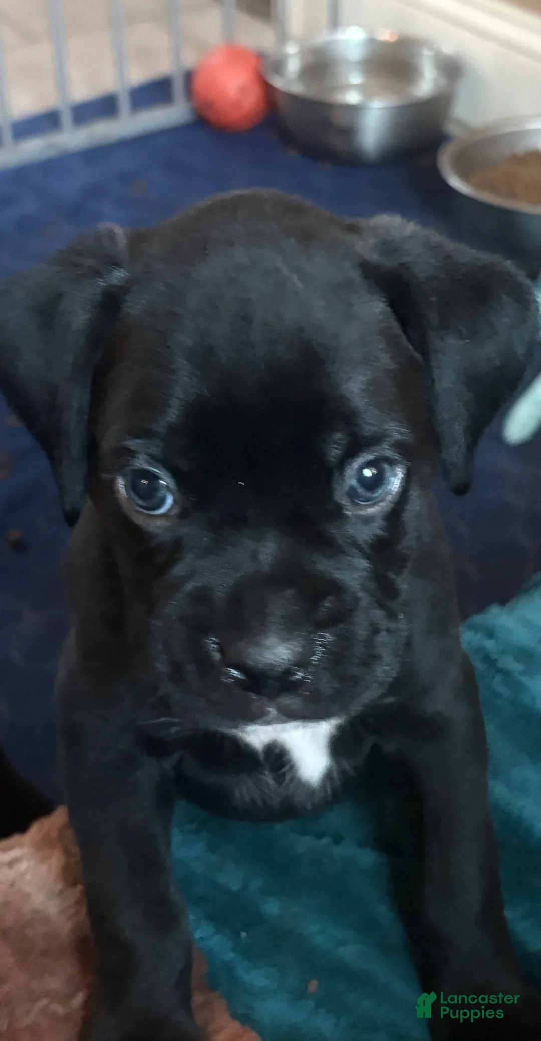 Boxer dogs for sale: Green collar boy - Ad 1
