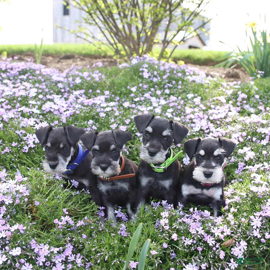 Miniature Schnauzer dogs for sale: Jingle  - Ad 2