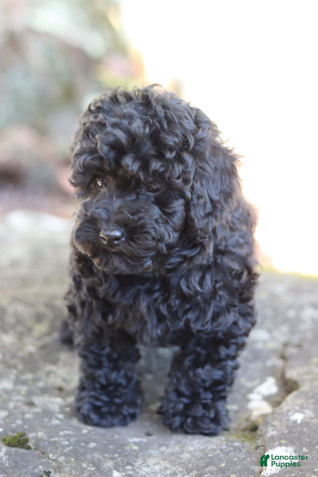 Miniature Poodle dogs for sale: Axel - Ad 4