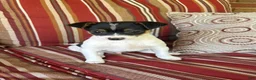 Mixed Breed dogs for sale: Tom - Ad 4