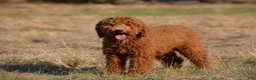 Mini Goldendoodle dogs for sale: Ace - Ad 4