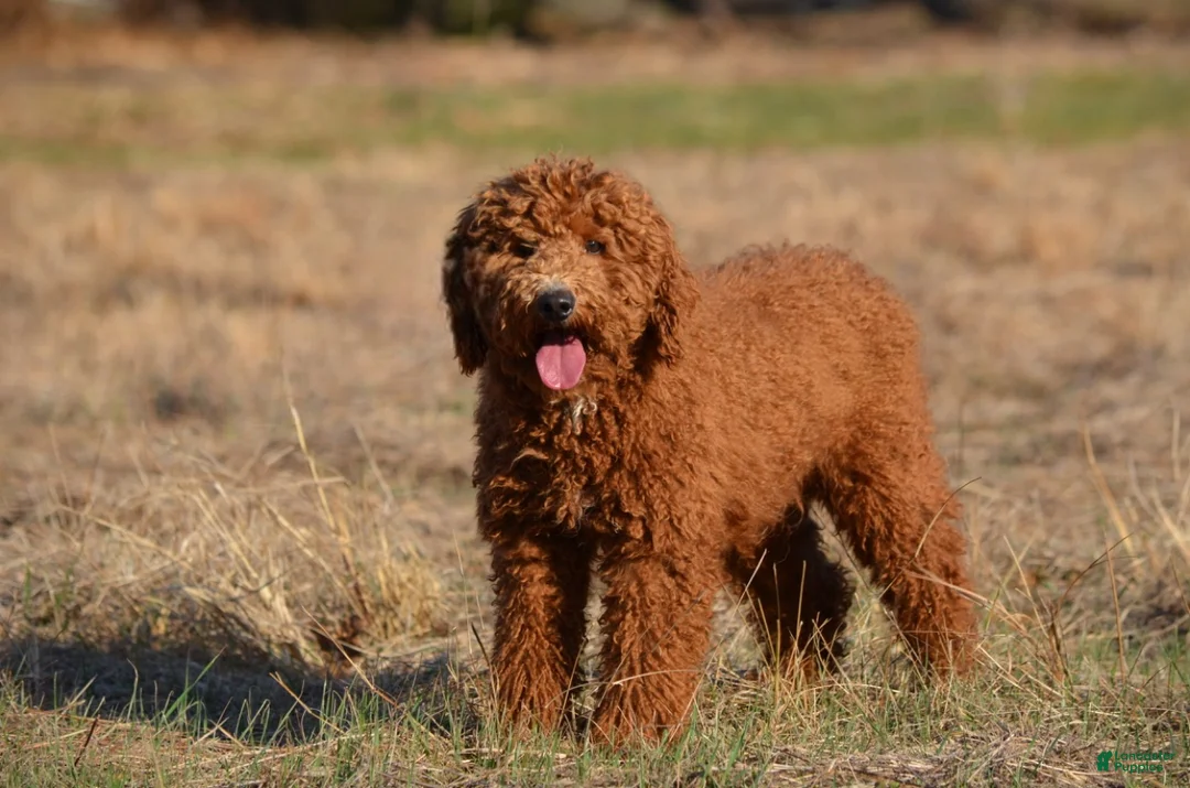 Mini Goldendoodle dogs for sale: Ace - Ad 4