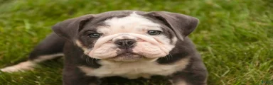 Dozer Victorian Bulldog