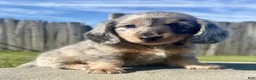 Miniature Dachshund dogs for sale: Zeek - Ad 3