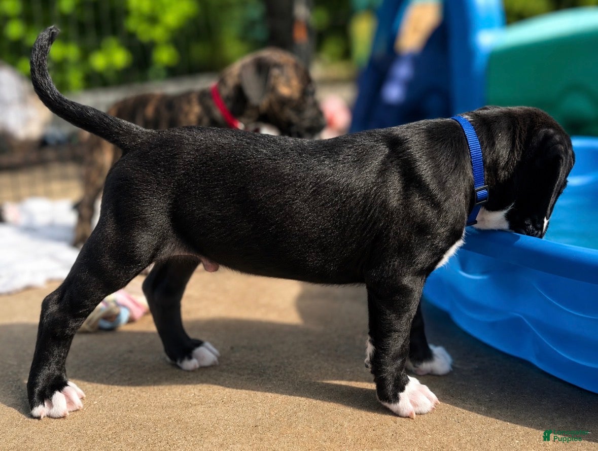 Mixed Breed dogs American Corso Blue Collar - Ad 34