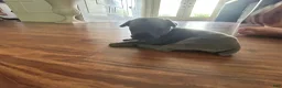 Cane Corso dogs for sale: Cane Corso Puppy 3 - Ad 2