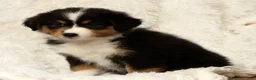 Australian Shepherd dogs for sale: Sophie - Ad 3
