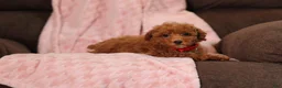 Miniature Poodle dogs for sale: Vince(AKC) - Ad 6