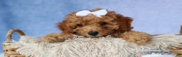 Miniature Poodle dogs for sale: WALTER - Ad 10