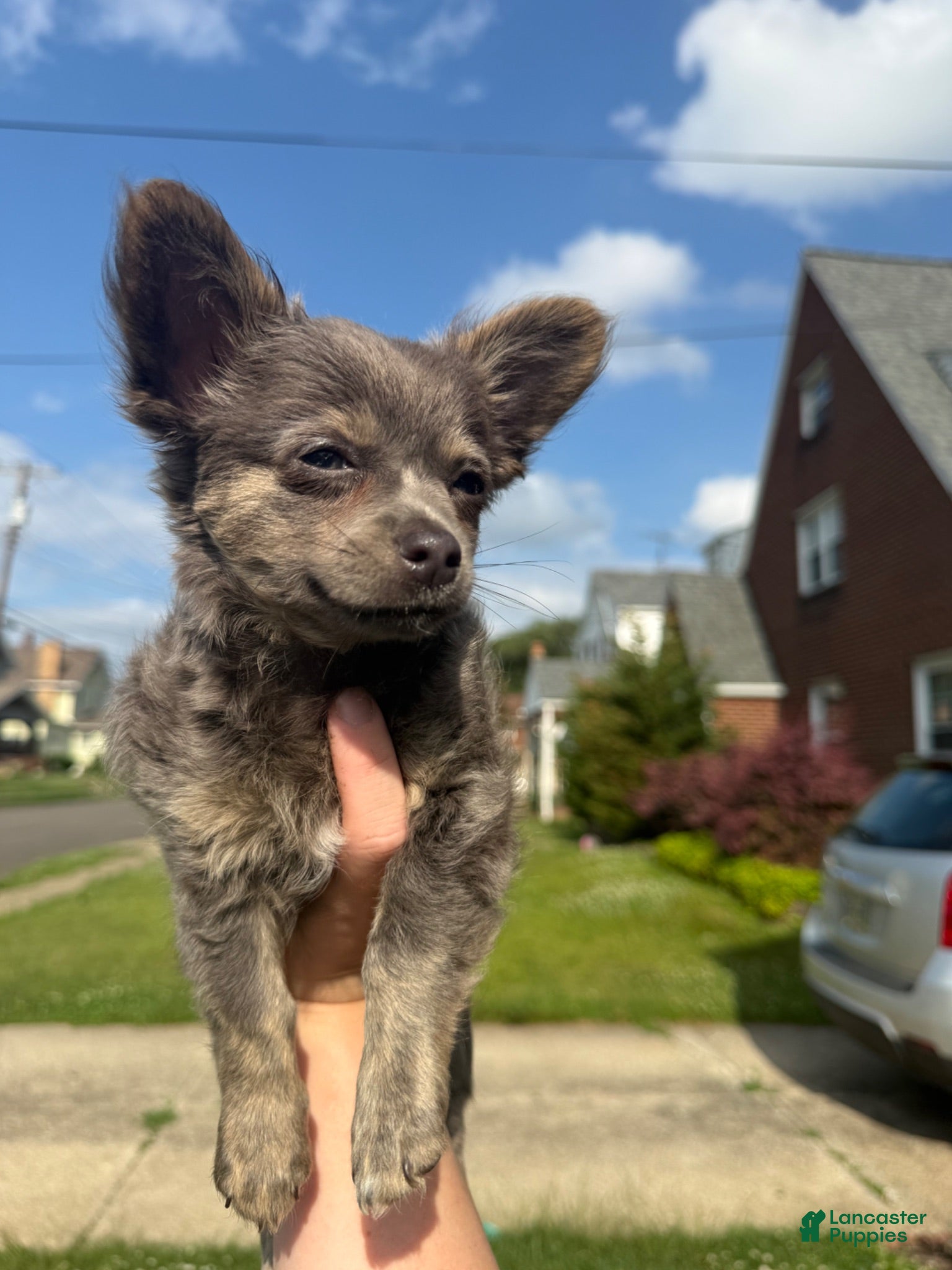 Chihuahua dogs Buffy - Ad 2