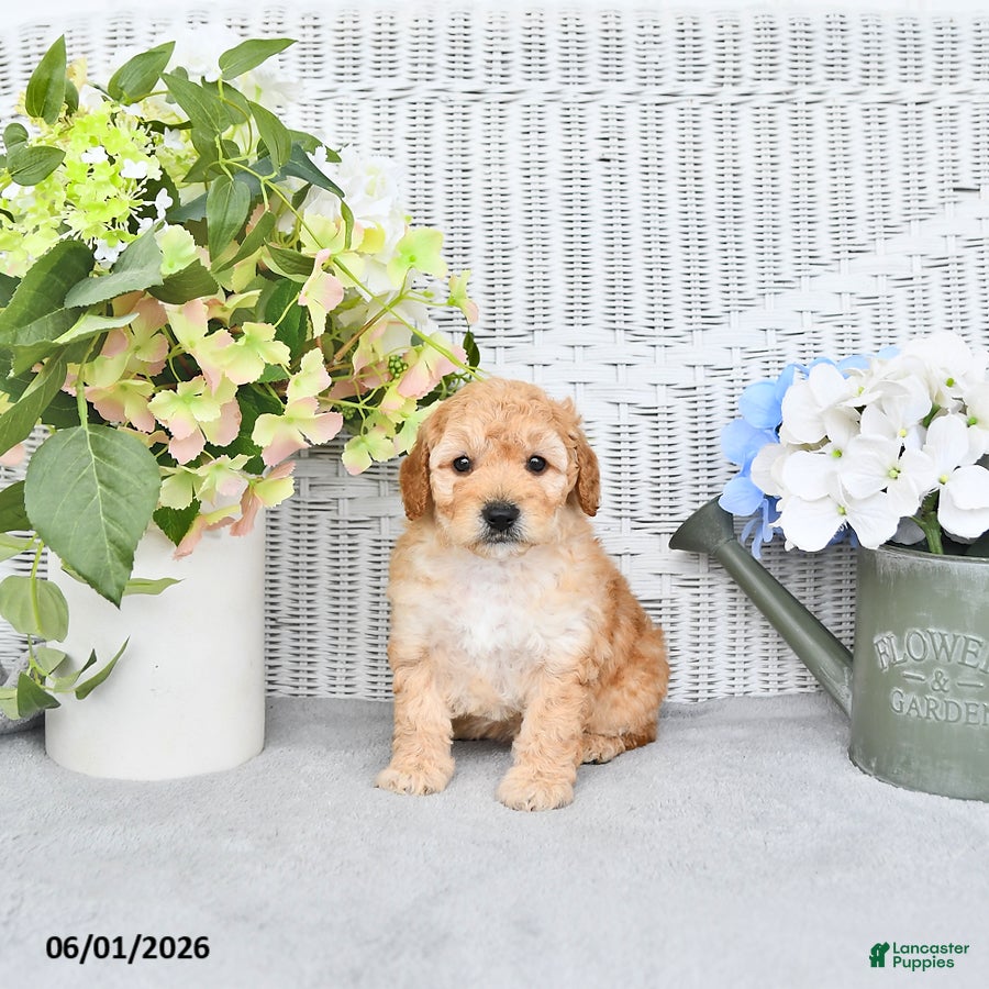 Mini Aussiedoodle dogs for sale: Daisy - Ad 4