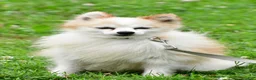 Pomeranian dogs for sale: Honey - Ad 11