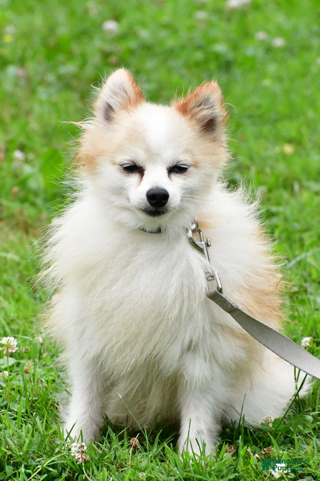 Pomeranian dogs for sale: Honey - Ad 11
