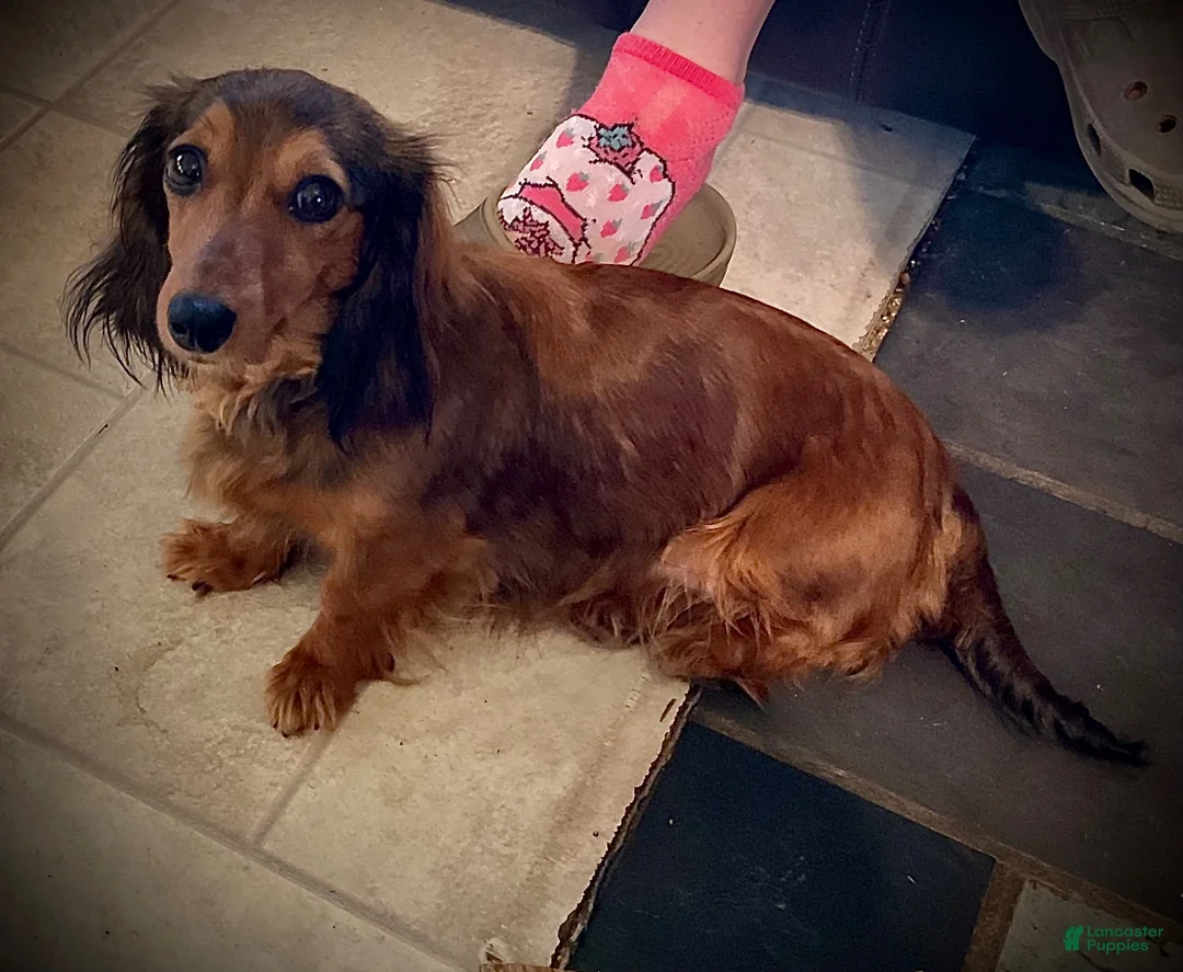 Miniature Dachshund dogs for sale: Miniature Dachshund 1 - Ad 6
