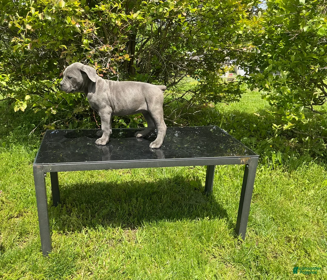 Cane Corso dogs for sale: Cane Corso Puppy 9 - Ad 2