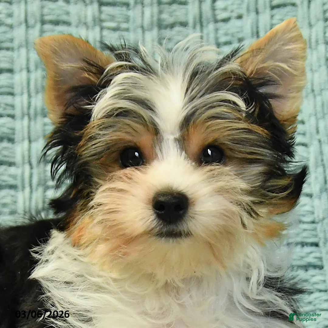 Yorkshire Terrier dogs for sale: Oreo - Ad 2