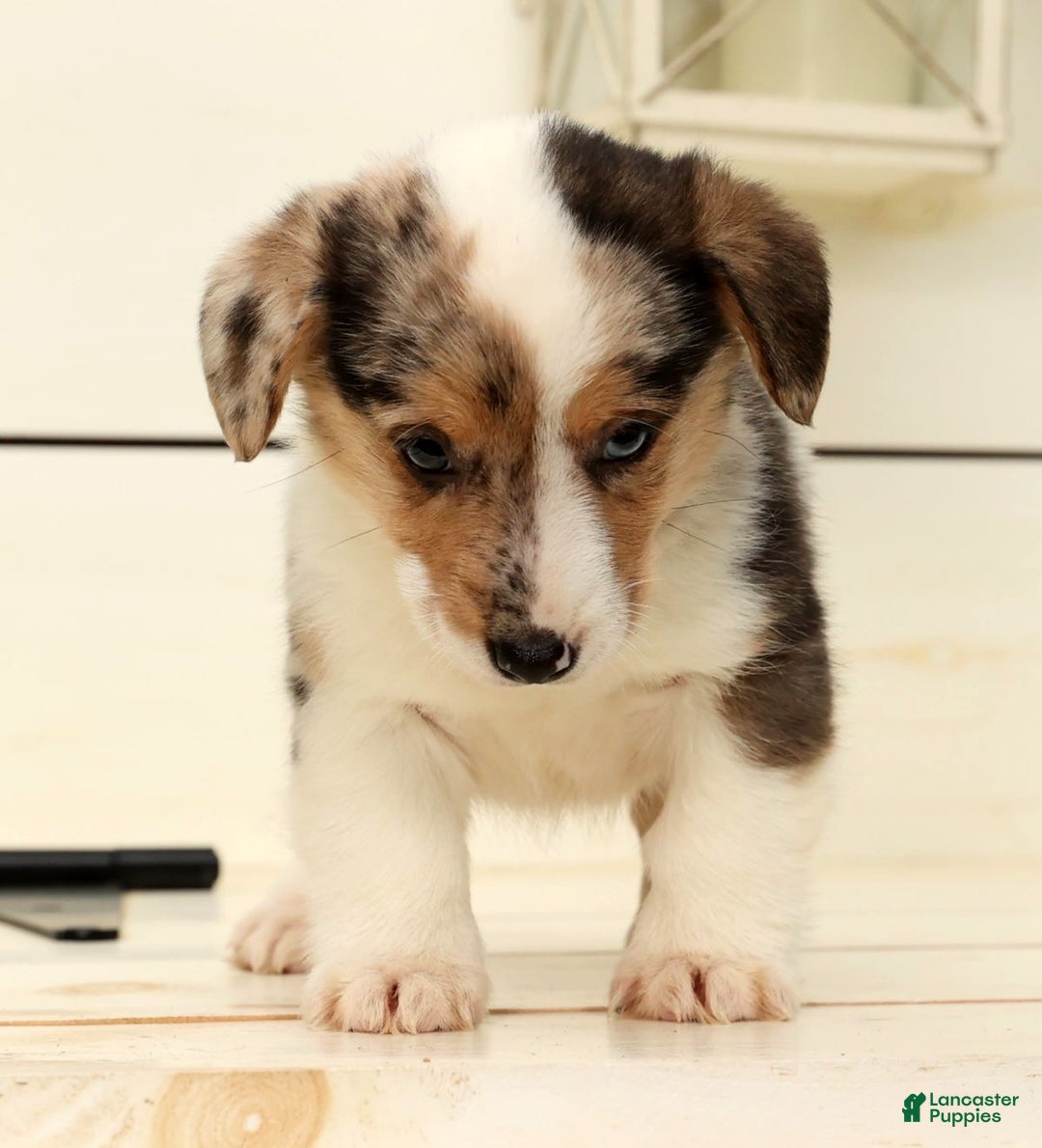 Welsh Corgi Pembroke dogs for sale: Ricky - Ad 4
