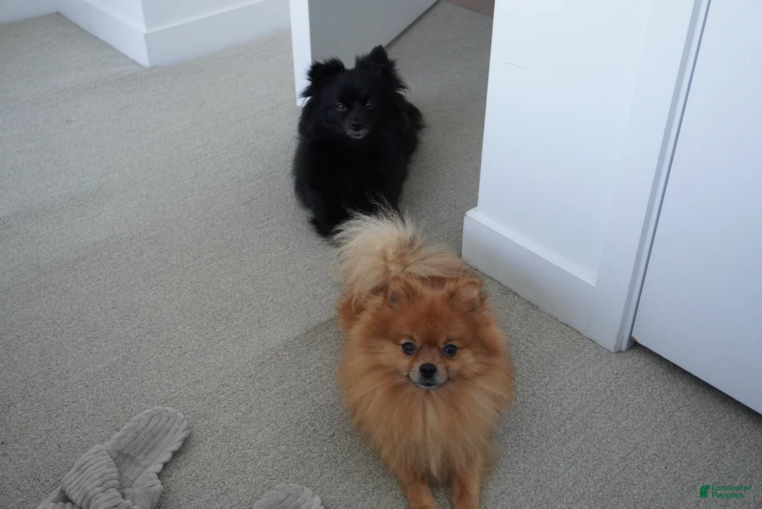 Pomeranian dogs for sale: Tigger - Ad 9
