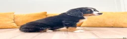 Bernese Mountain Dog dogs for sale: Lola - Ad 3