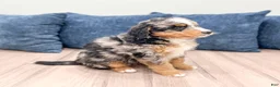 Mini Bernedoodle dogs for sale: Haven - Ad 5