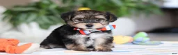 Morkie dogs for sale: Riley - Ad 7