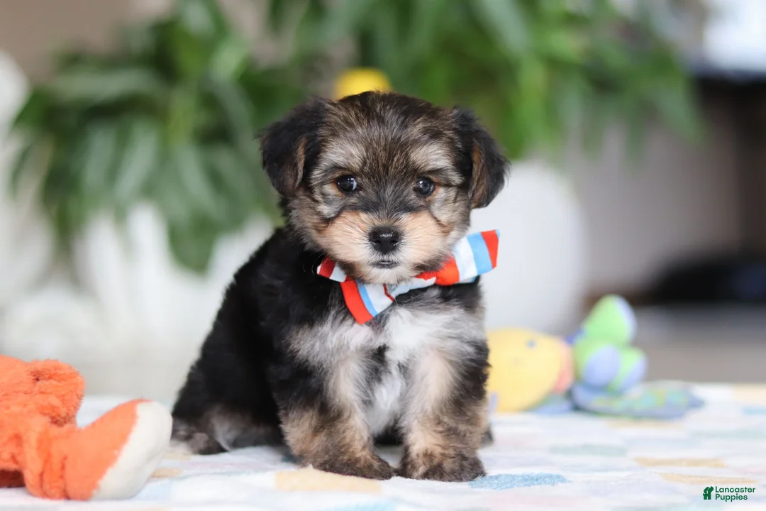 Morkie dogs for sale: Riley - Ad 7