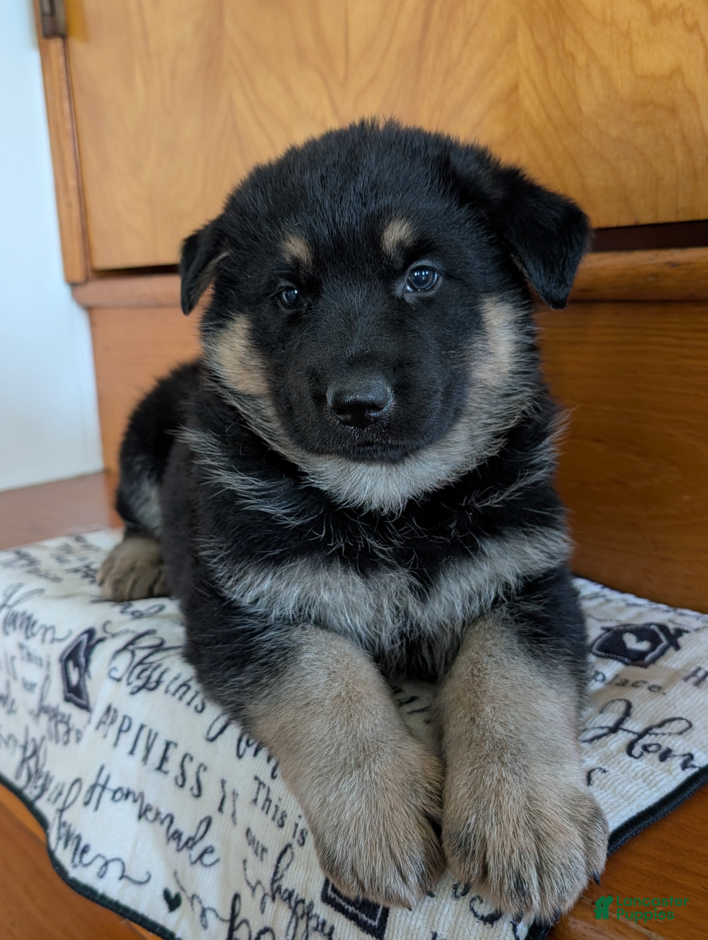 German Shepherd dogs Missy - Ad 2