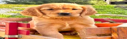 Golden Retriever dogs for sale: Goldenrod  - Ad 5