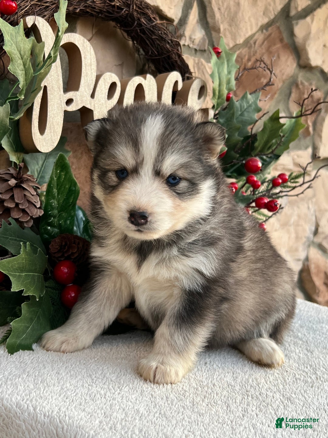 Pomsky dogs for sale: Mistletoe - Ad 1