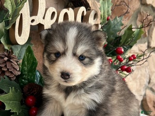 Pomsky dogs Mistletoe - Ad 7