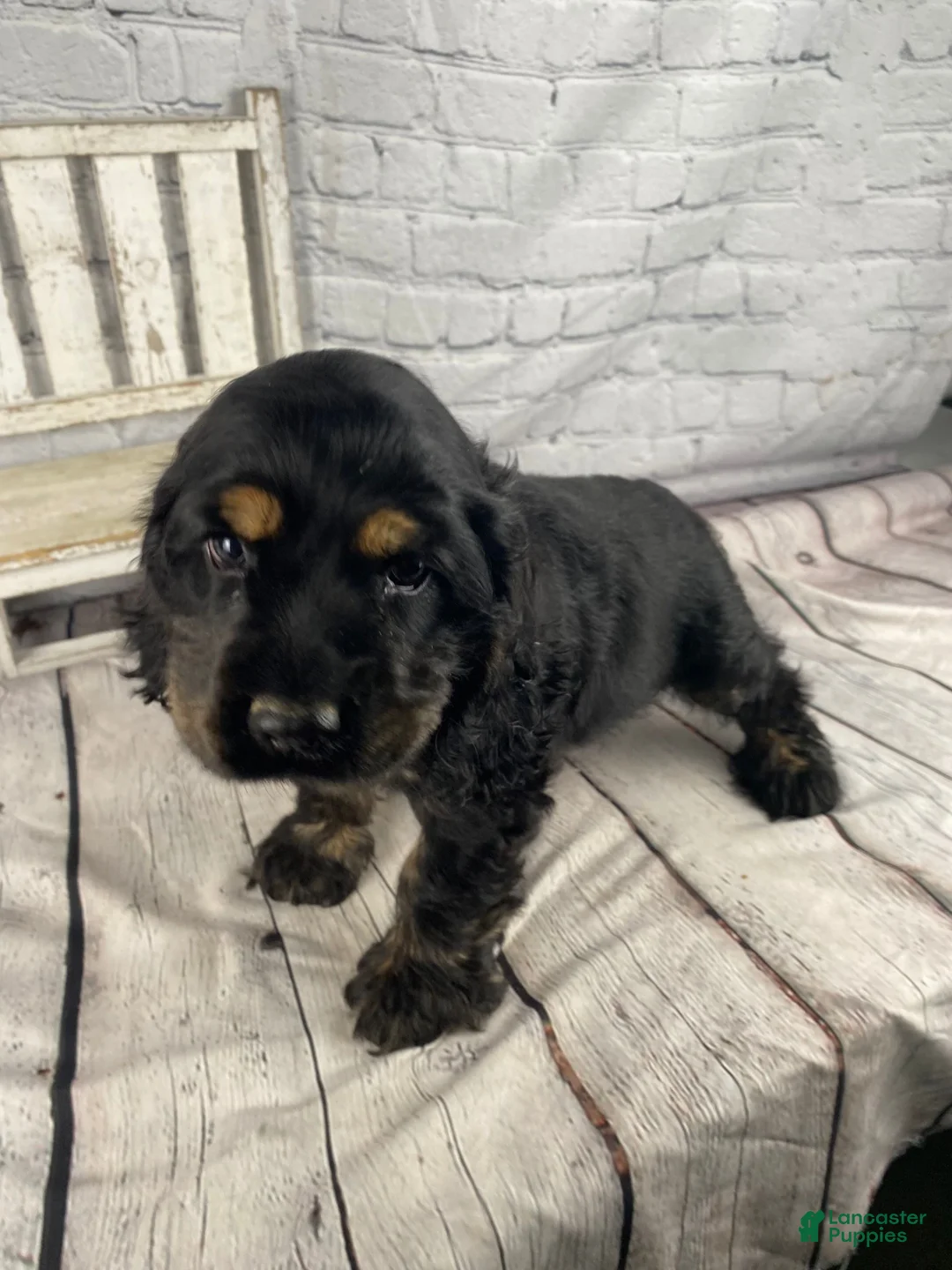 Cocker Spaniel dogs for sale: Pip - Ad 2