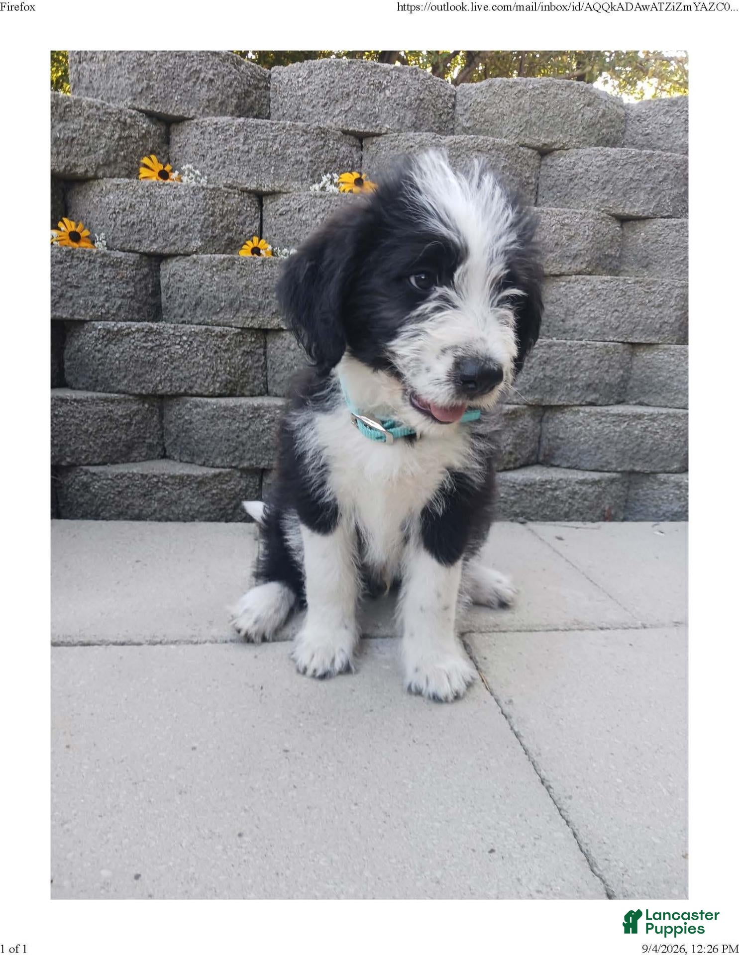Mixed Breed dogs Mitch - Ad 1