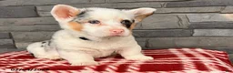 Welsh Corgi Pembroke dogs for sale: Duke - Ad 3