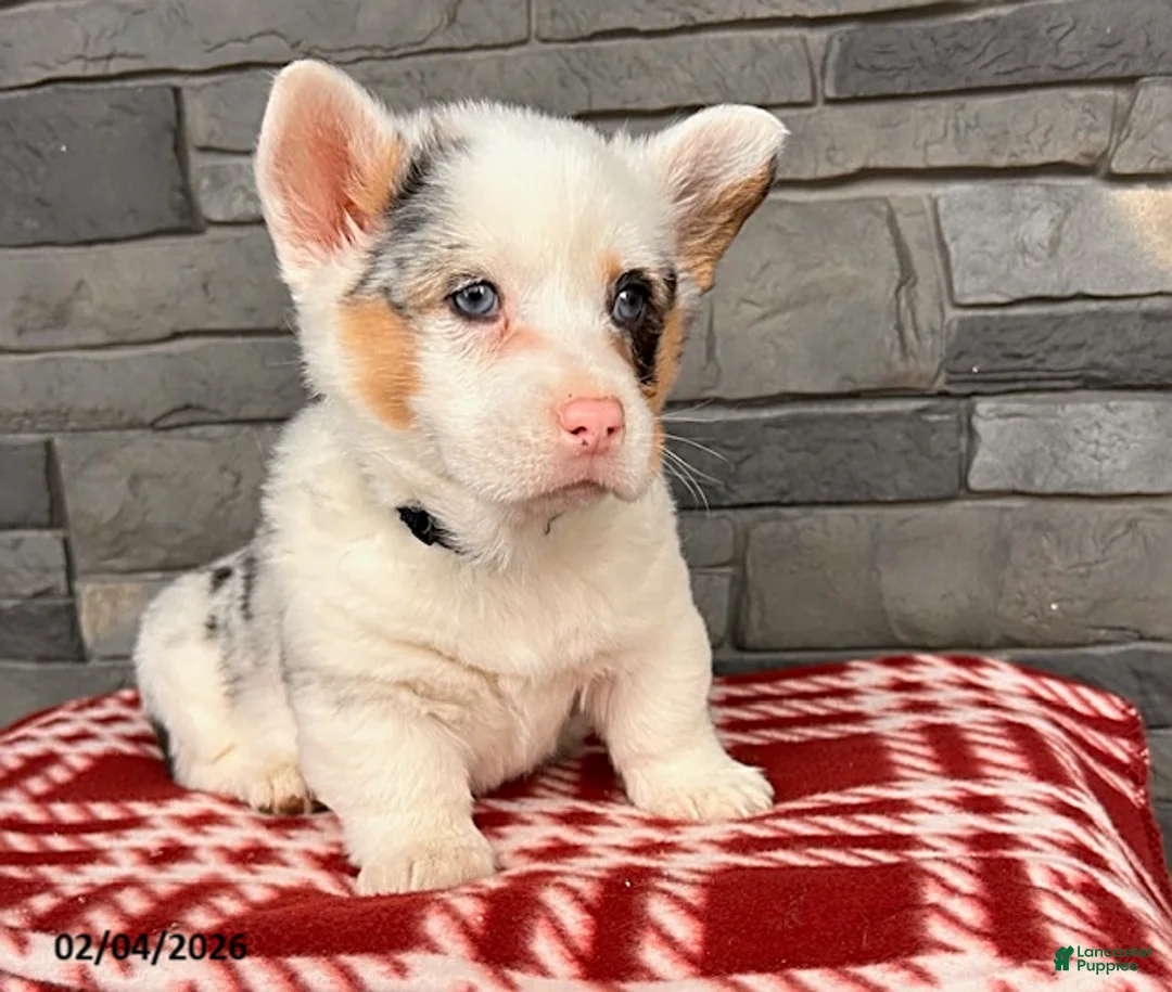 Welsh Corgi Pembroke dogs for sale: Duke - Ad 3