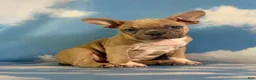 Frenchton dogs for sale: Luigi - Ad 3