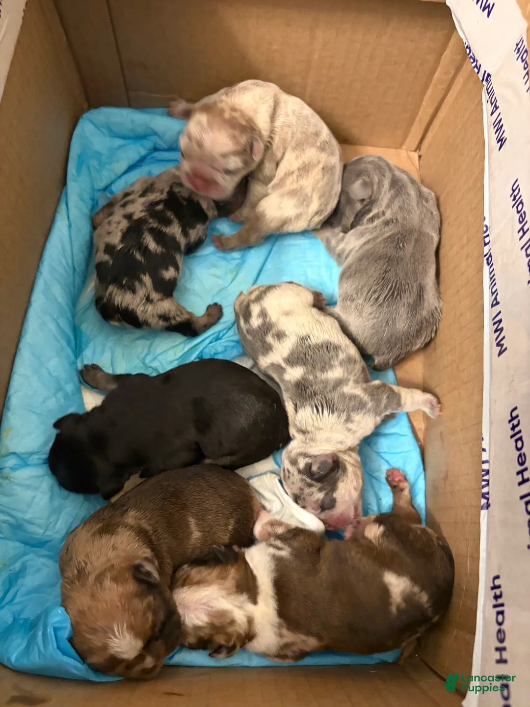 French Bulldog dogs for sale: French Bulldog 3 - Ad 1