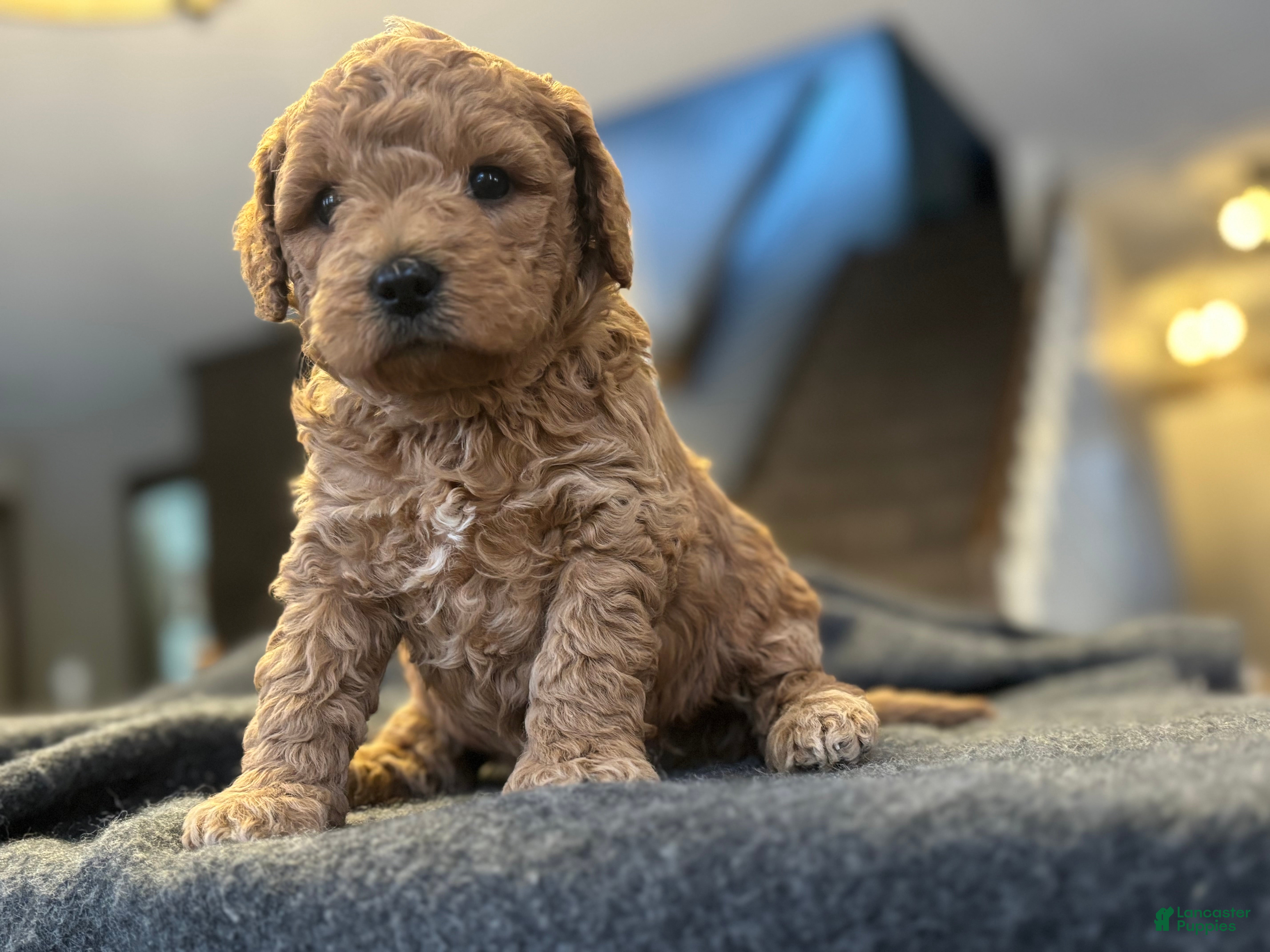 Goldendoodle dogs Yogi - Ad 4
