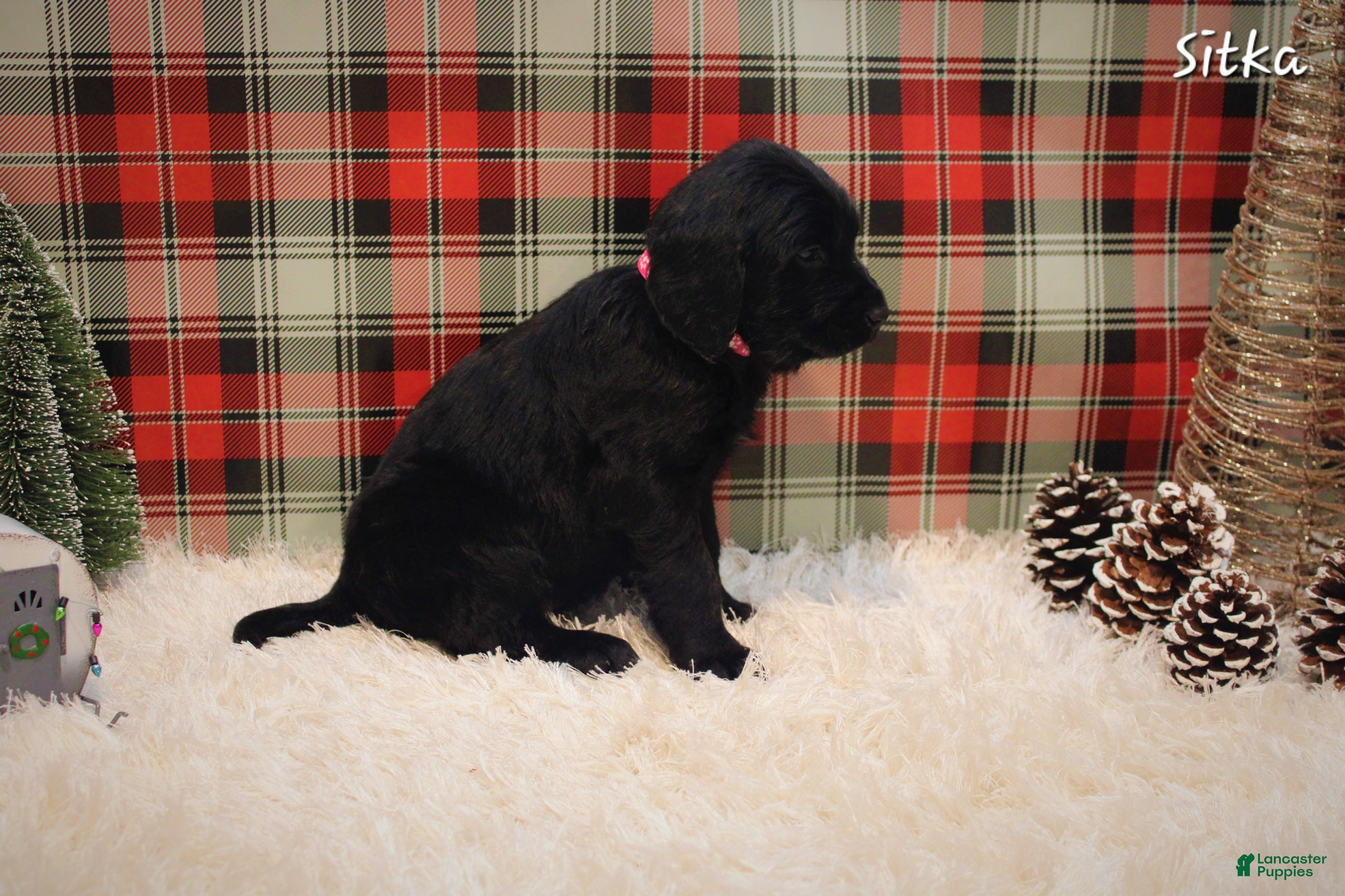 Mixed Breed dogs Sitka - Ad 33