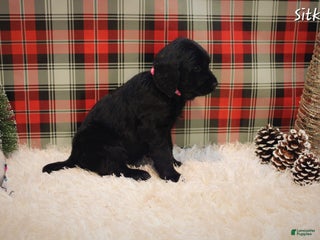 Mixed Breed dogs Sitka - Ad 33