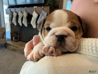 English Bulldog dogs Mia - Ad 29