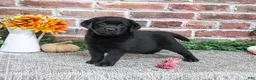 Labrador Retriever dogs for sale: Amber - Ad 3