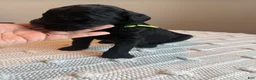 Mixed Breed dogs for sale: Shadow - Ad 2