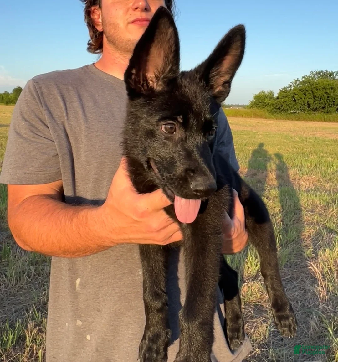 German Shepherd dogs for sale: Gracey  - Ad 1