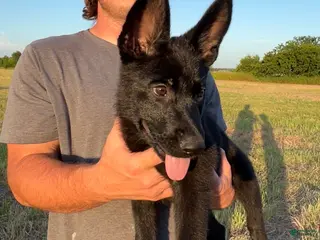 German Shepherd dogs Gracey - Ad 9