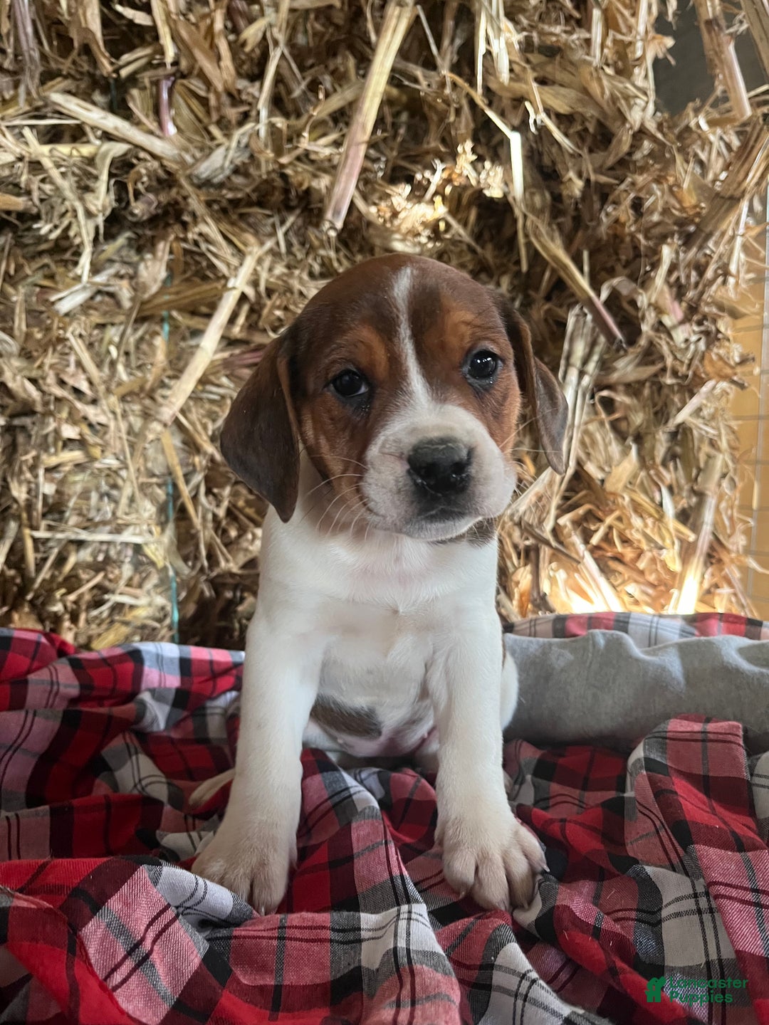 Mixed Breed dogs for sale: Holly - Ad 2